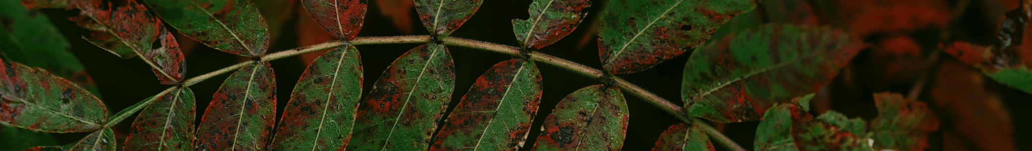 30% de rabais - ORAKI
