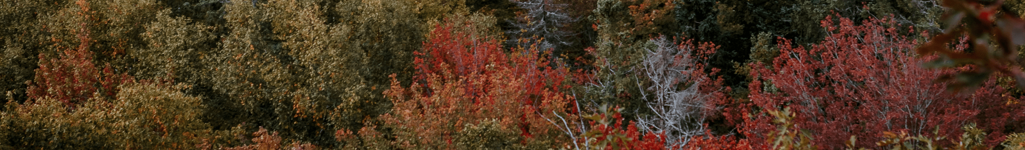 40% de rabais - ORAKI