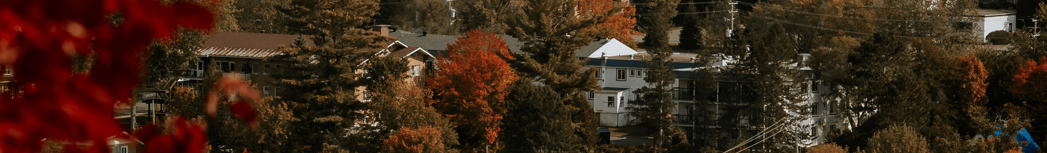 50% de rabais - ORAKI